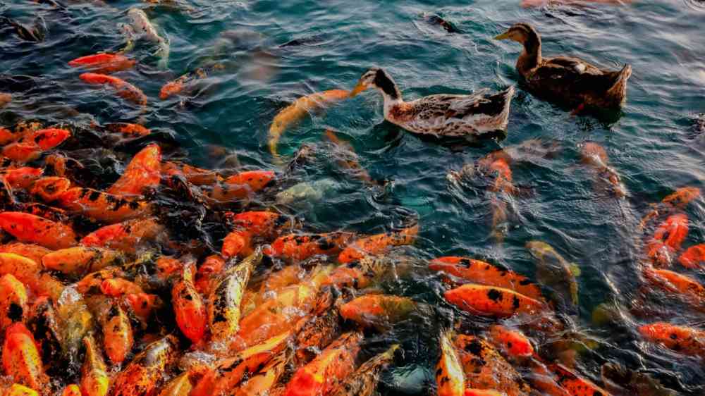 school of fish
